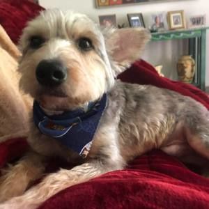 Meet your Posher, Bruce